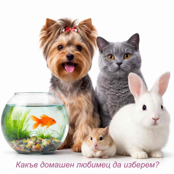 Какъв домашен любимец да изберем